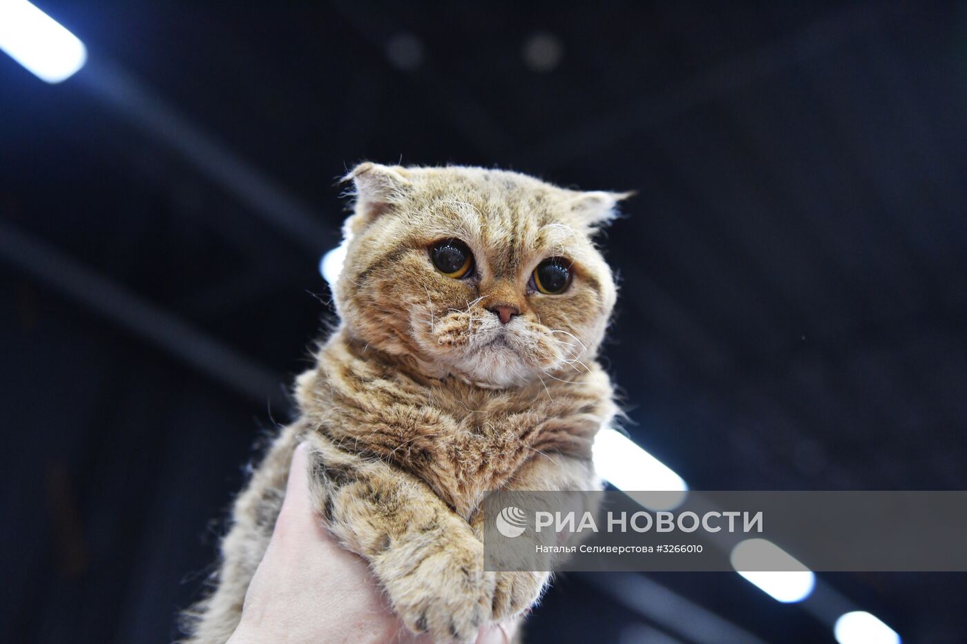 Выставка кошек в "Сокольниках"