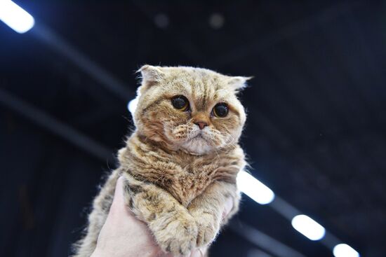 Выставка кошек в "Сокольниках"