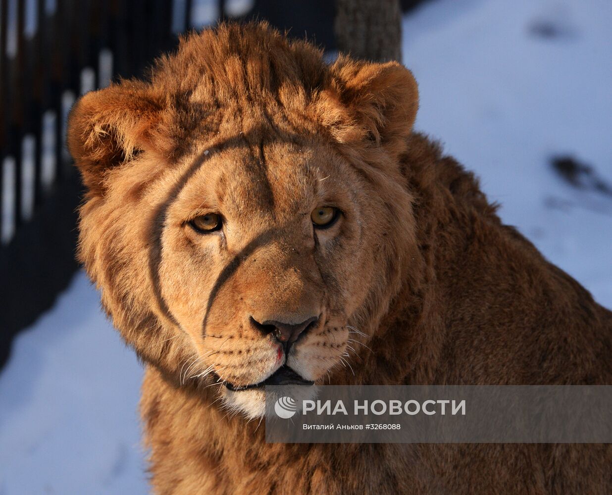 Пополнение в Приморском сафари-парке