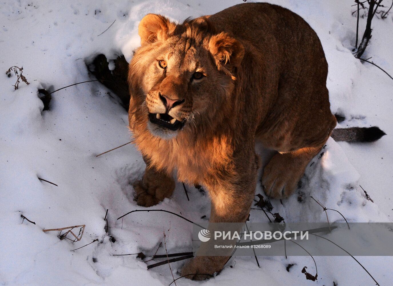 Пополнение в Приморском сафари-парке