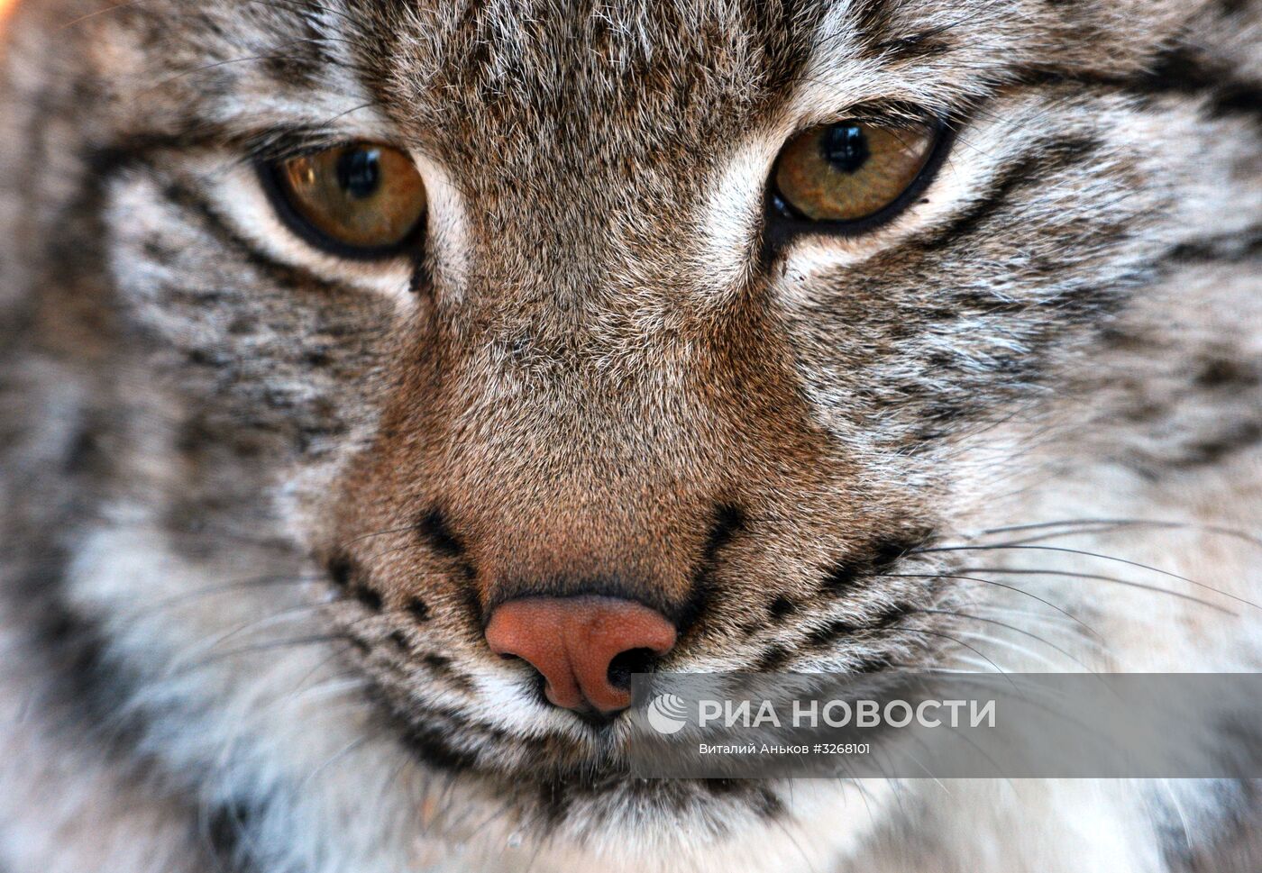 Пополнение в Приморском сафари-парке