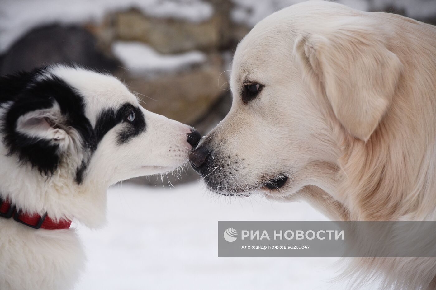 Соревнования по ездовому спорту в Новосибирске