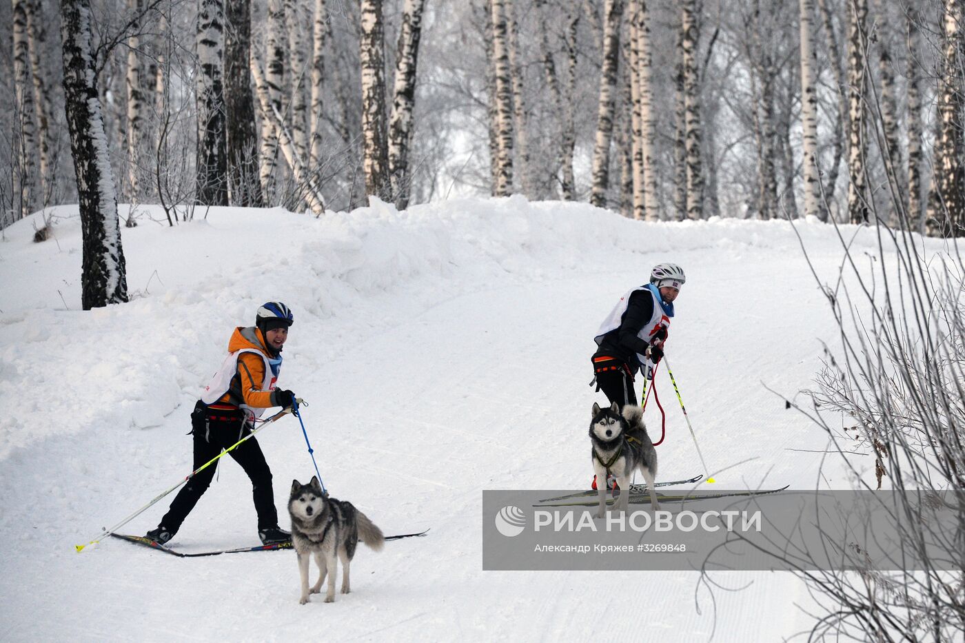 Соревнования по ездовому спорту в Новосибирске