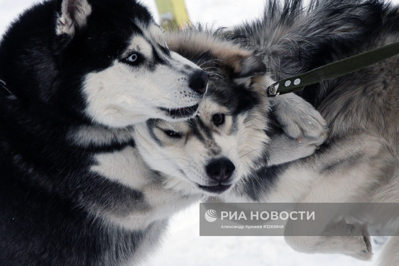 Соревнования по ездовому спорту в Новосибирске