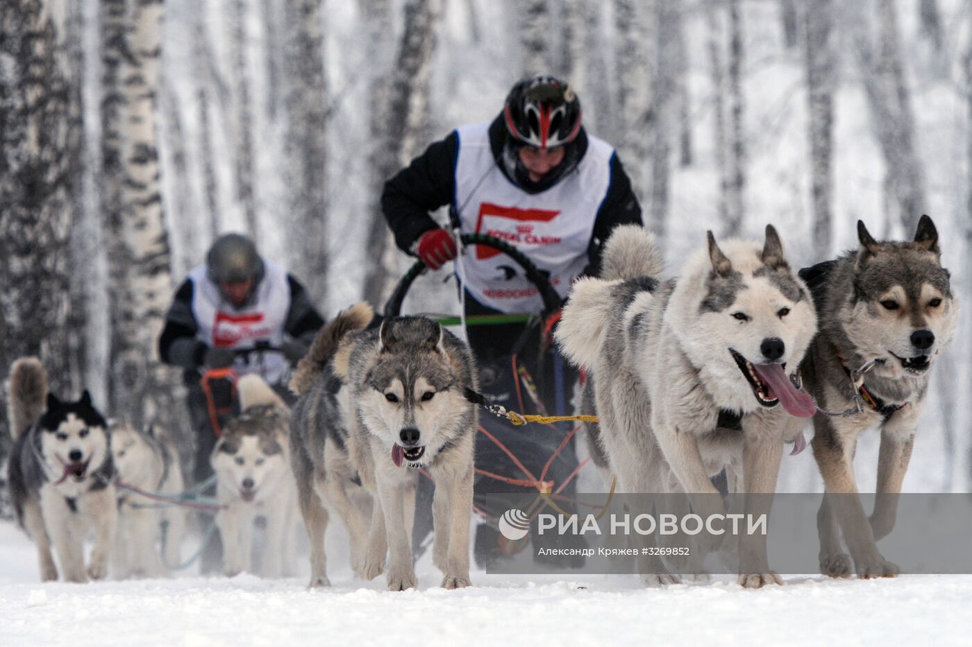 Соревнования по ездовому спорту в Новосибирске