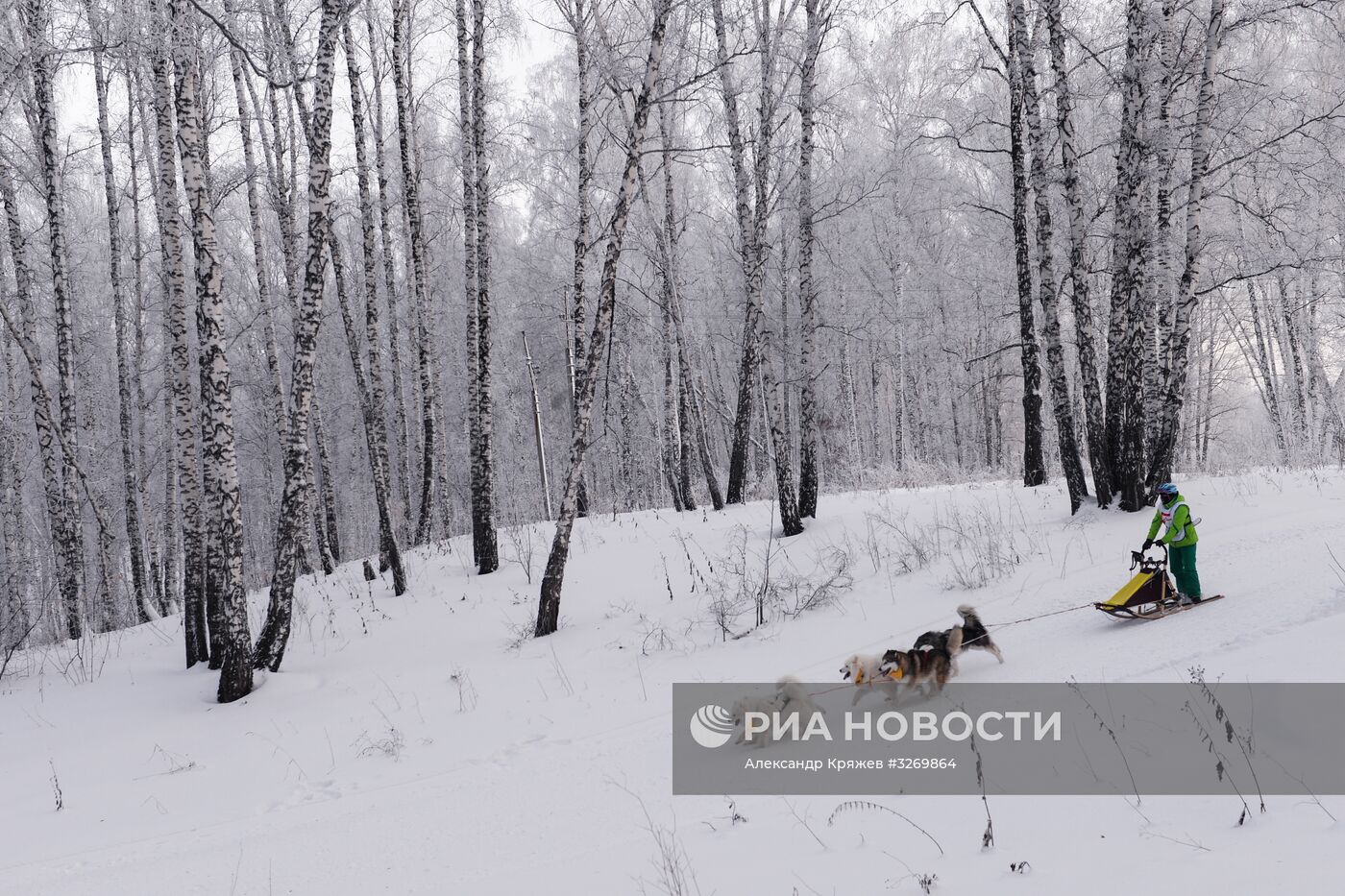 Соревнования по ездовому спорту в Новосибирске