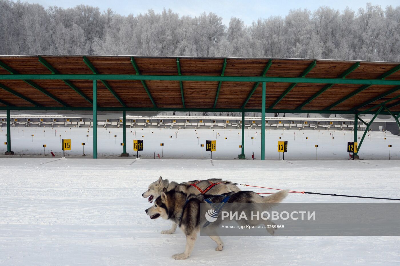 Соревнования по ездовому спорту в Новосибирске
