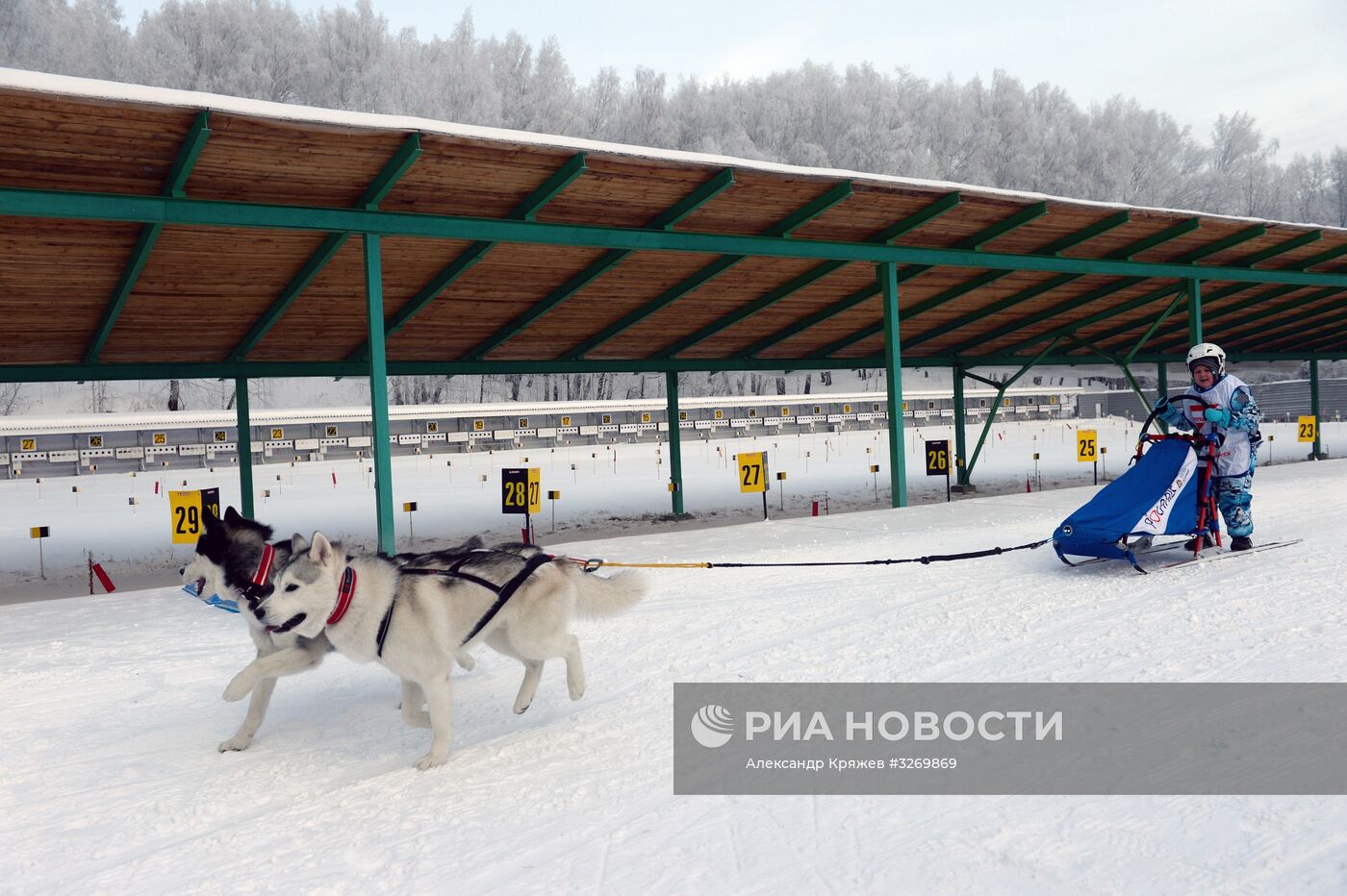 Соревнования по ездовому спорту в Новосибирске