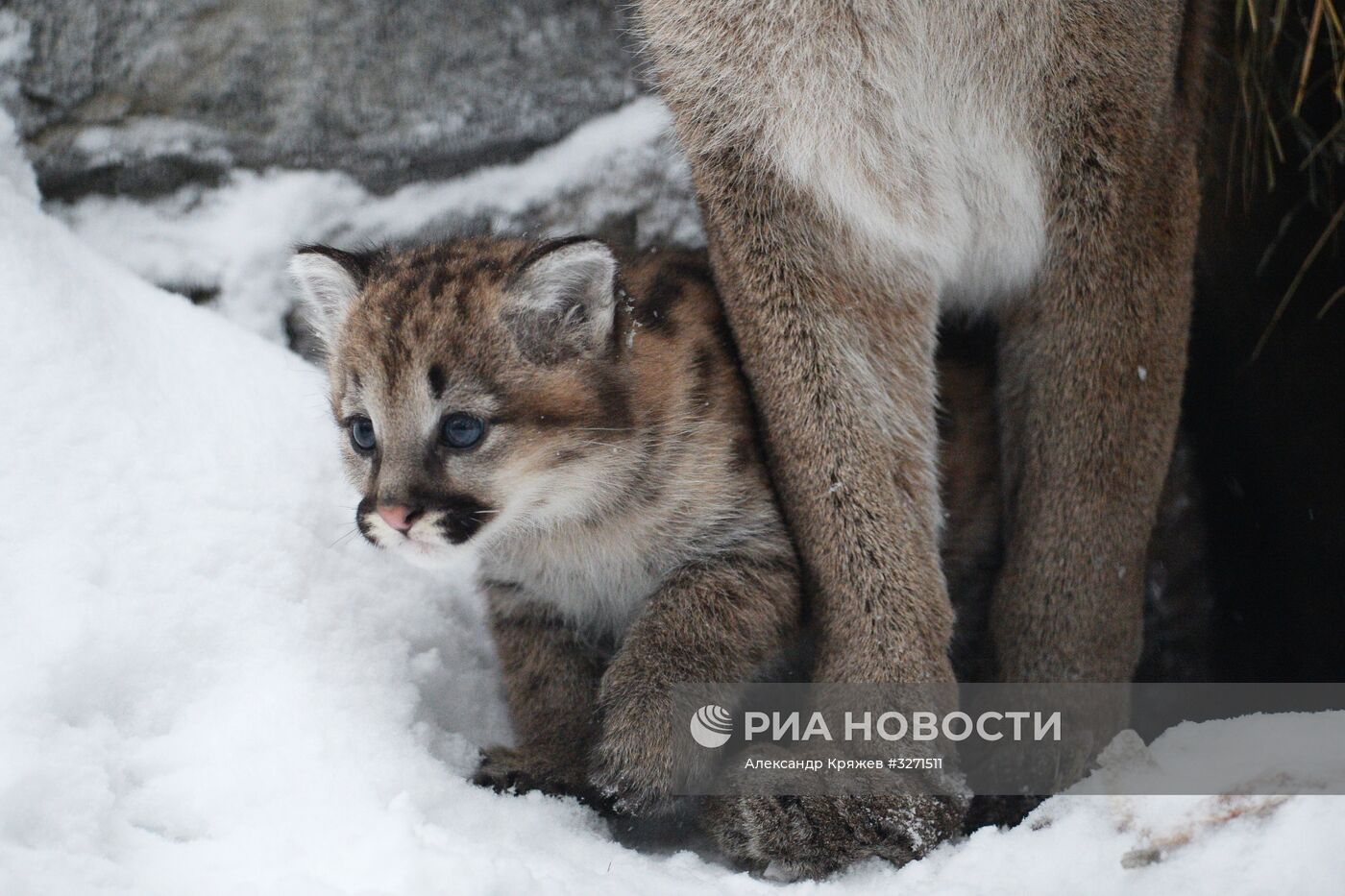 Детеныши пумы появились в Новосибирском зоопарке