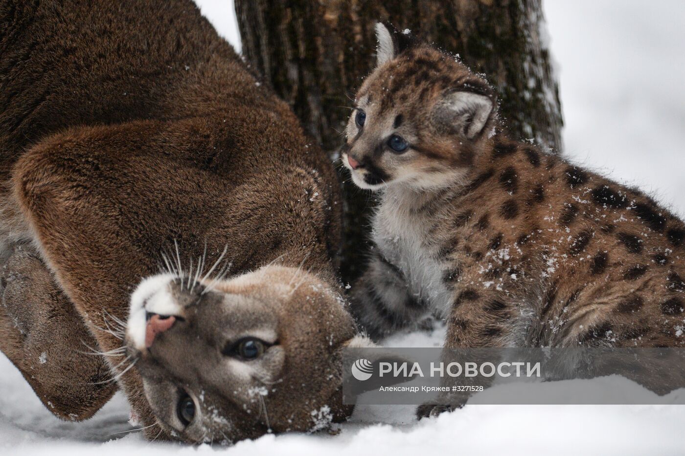 Детеныши пумы появились в Новосибирском зоопарке