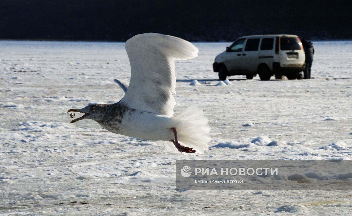 Зима на острове Русский