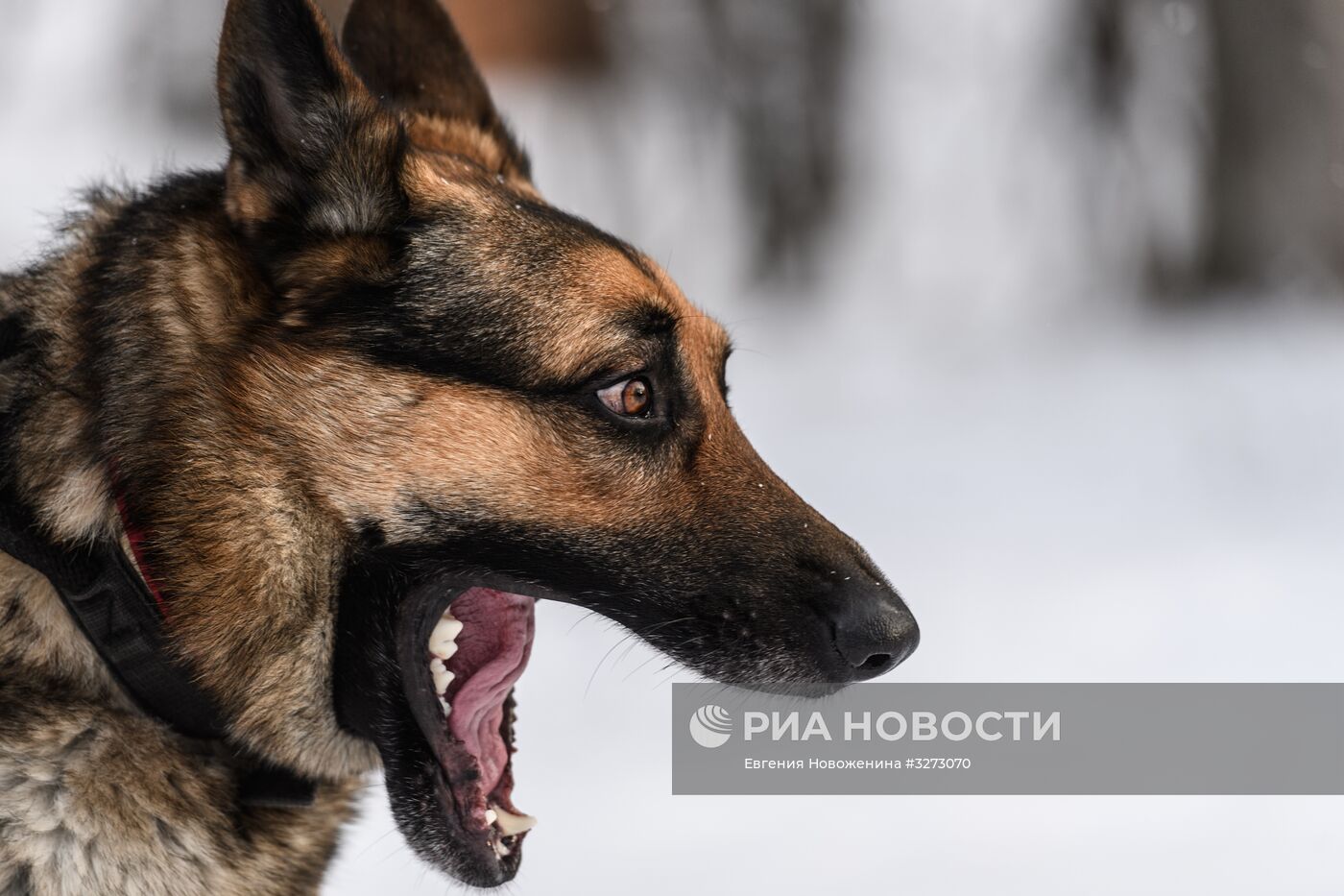 Открытие кинологического стадиона "Сокольники"