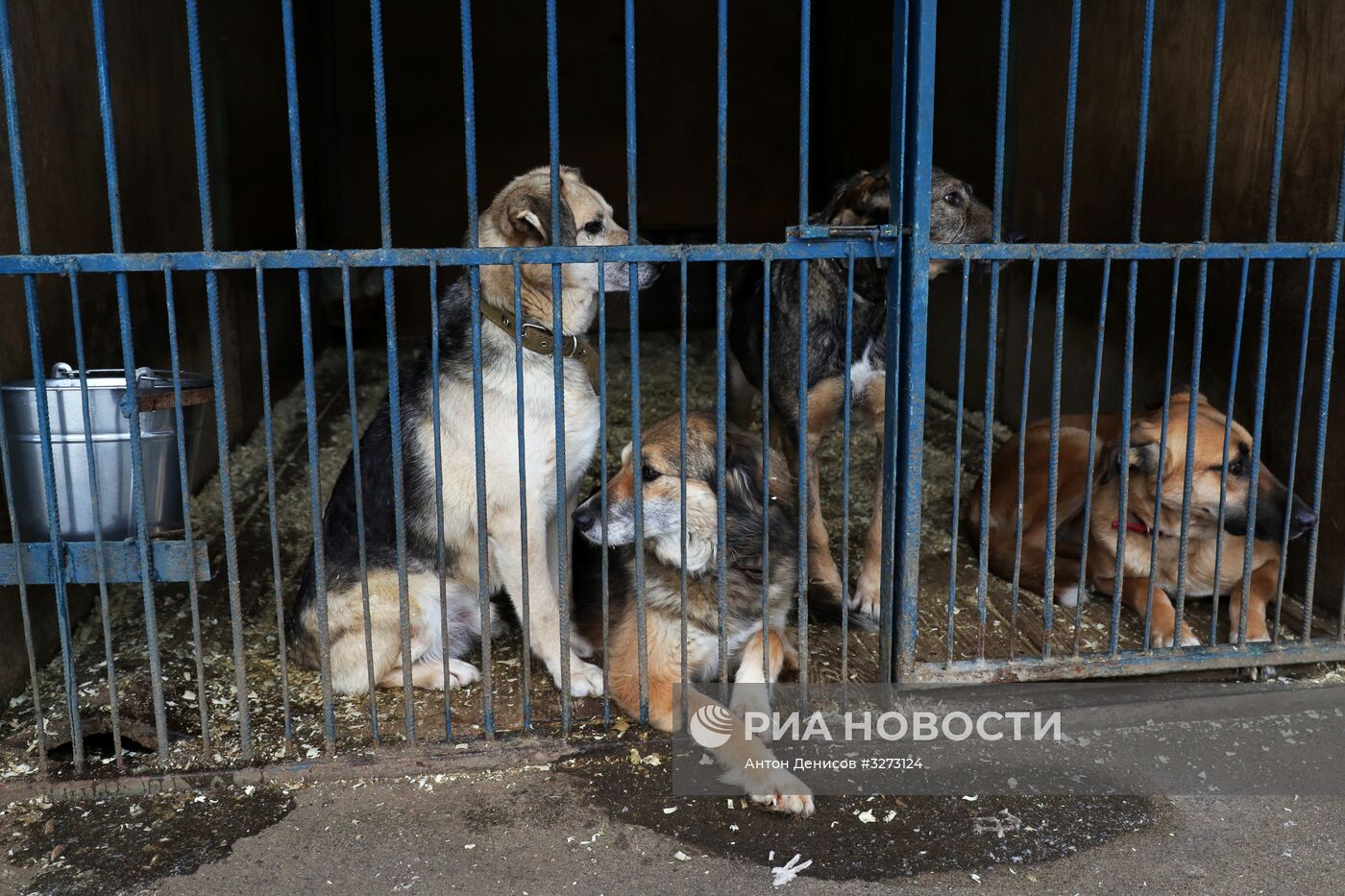 Лидер ЛДПР В. Жириновский посетил приют для бездомных собак "Красная сосна"