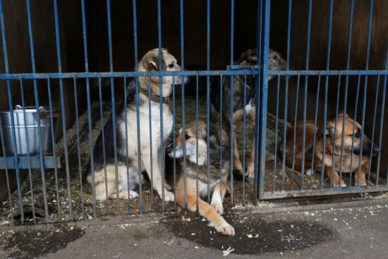 Лидер ЛДПР В. Жириновский посетил приют для бездомных собак "Красная сосна"