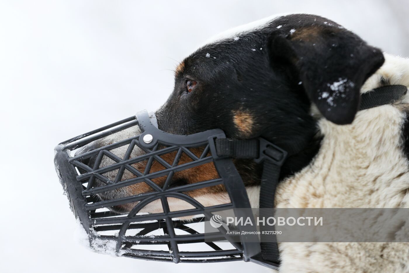 Лидер ЛДПР В. Жириновский посетил приют для бездомных собак "Красная сосна"