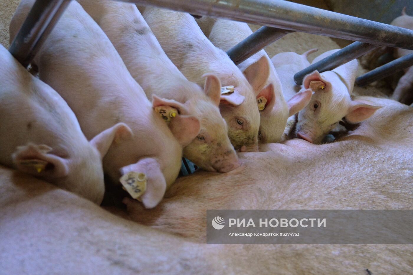 Родниковский свинокомплекс в Челябинской области