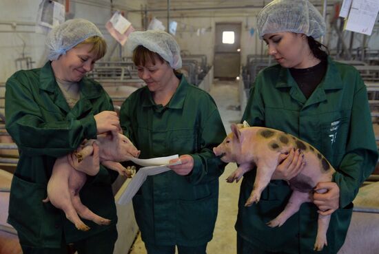 Родниковский свинокомплекс в Челябинской области