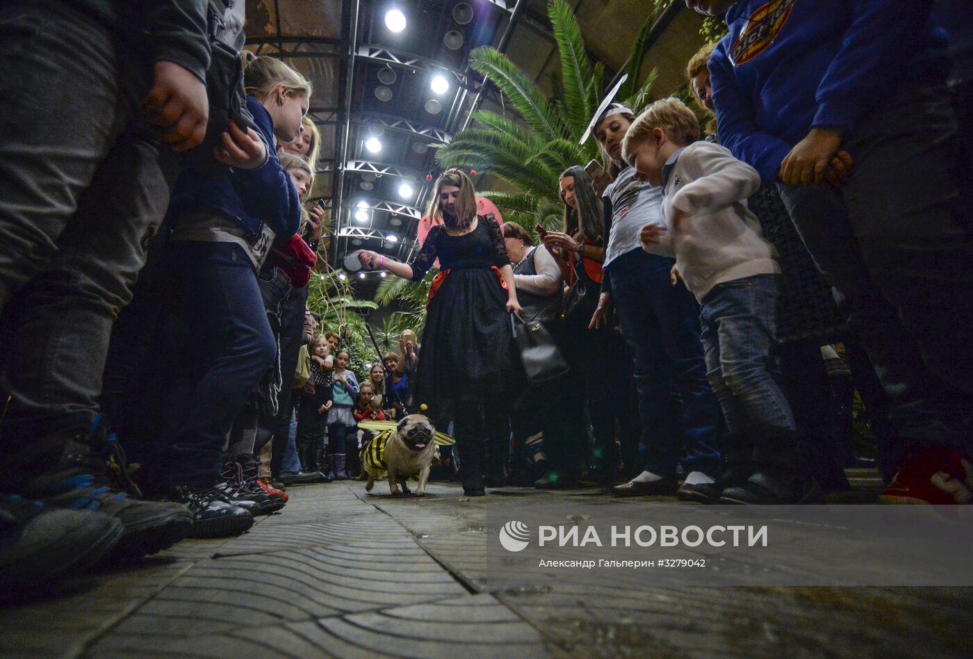 "Мопсоелка" в оранжерее Таврического сада