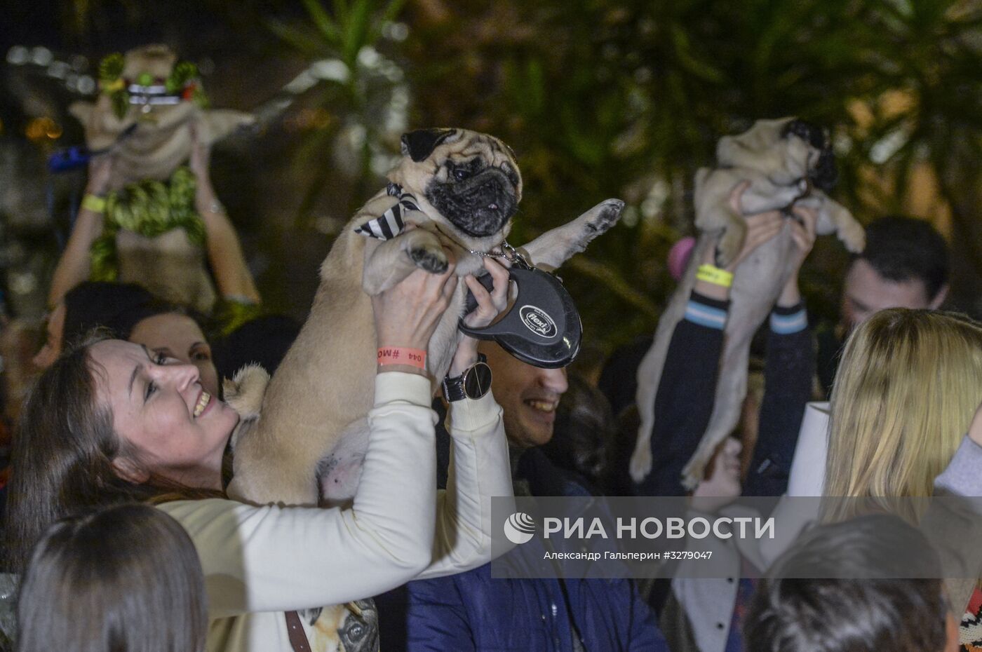 "Мопсоелка" в оранжерее Таврического сада