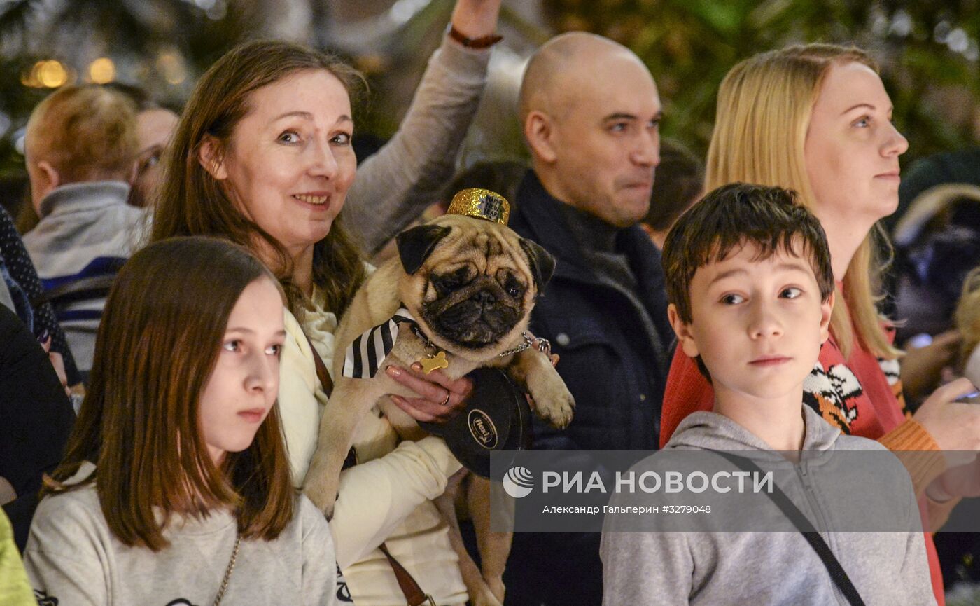 "Мопсоелка" в оранжерее Таврического сада