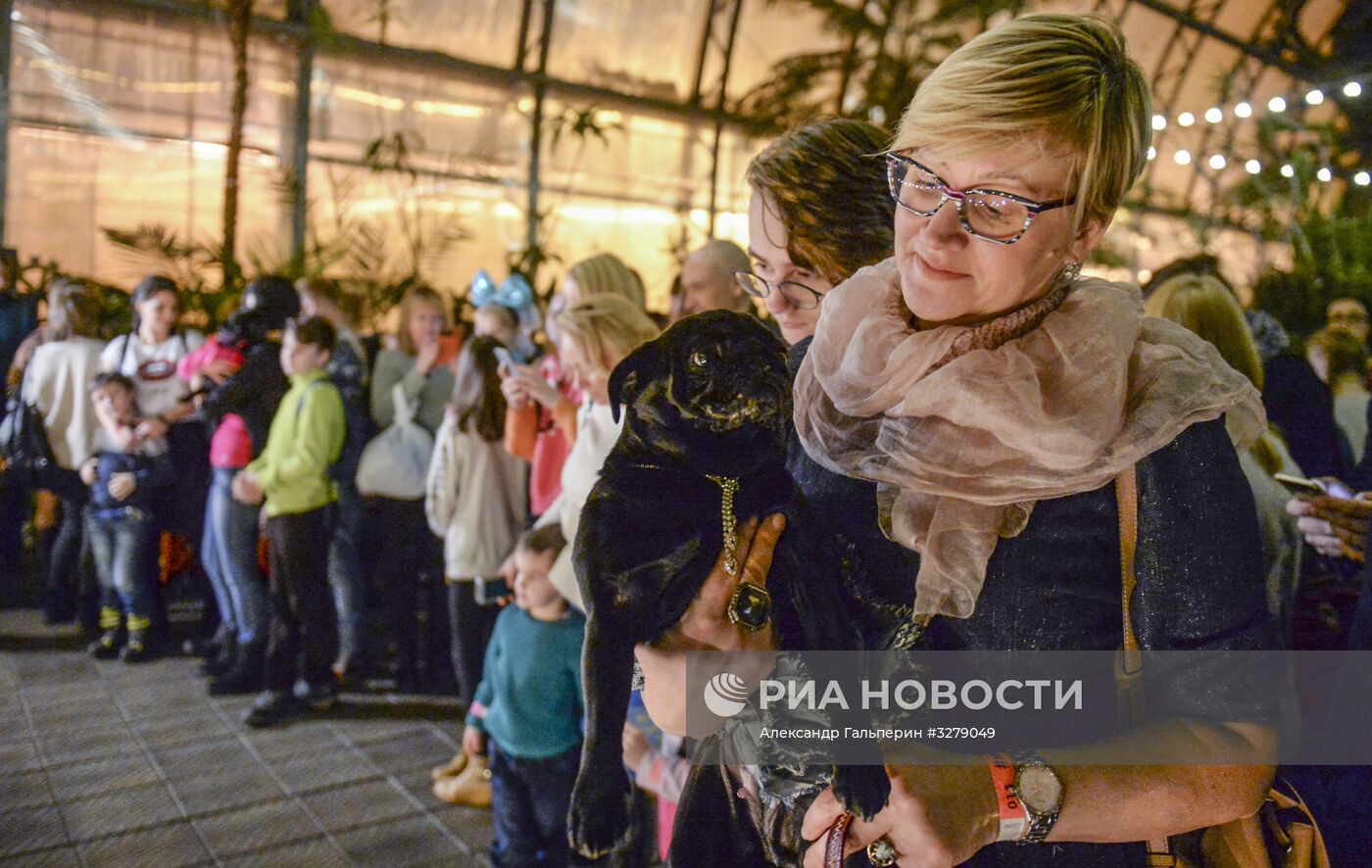 "Мопсоелка" в оранжерее Таврического сада