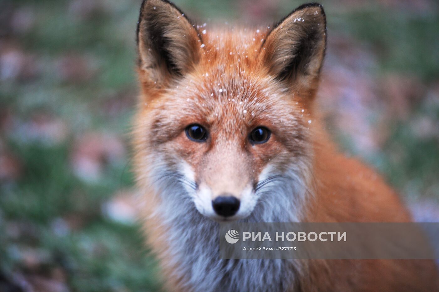 Курильский заповедник