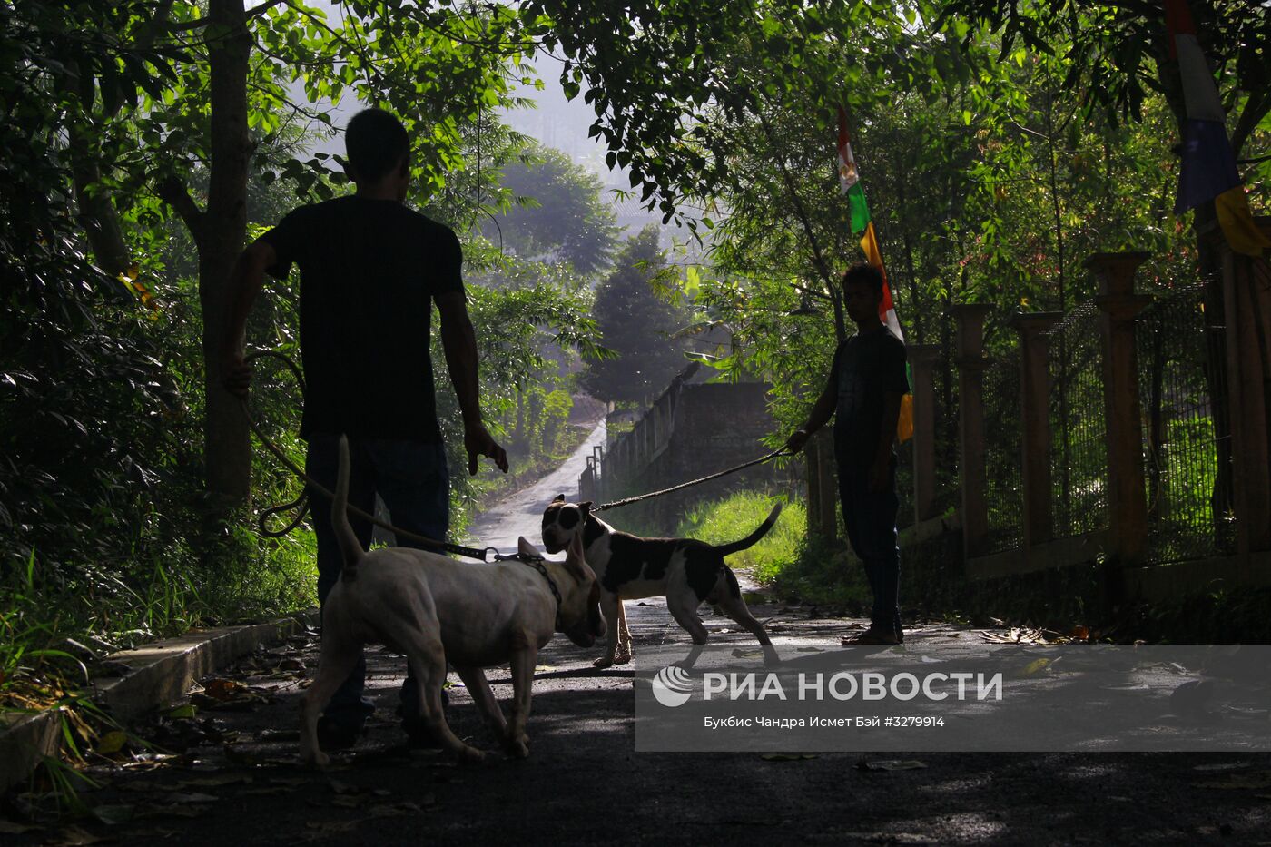 Бои собак и диких кабанов "Аду Багонг" в Индонезии