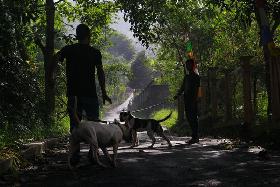 Бои собак и диких кабанов "Аду Багонг" в Индонезии