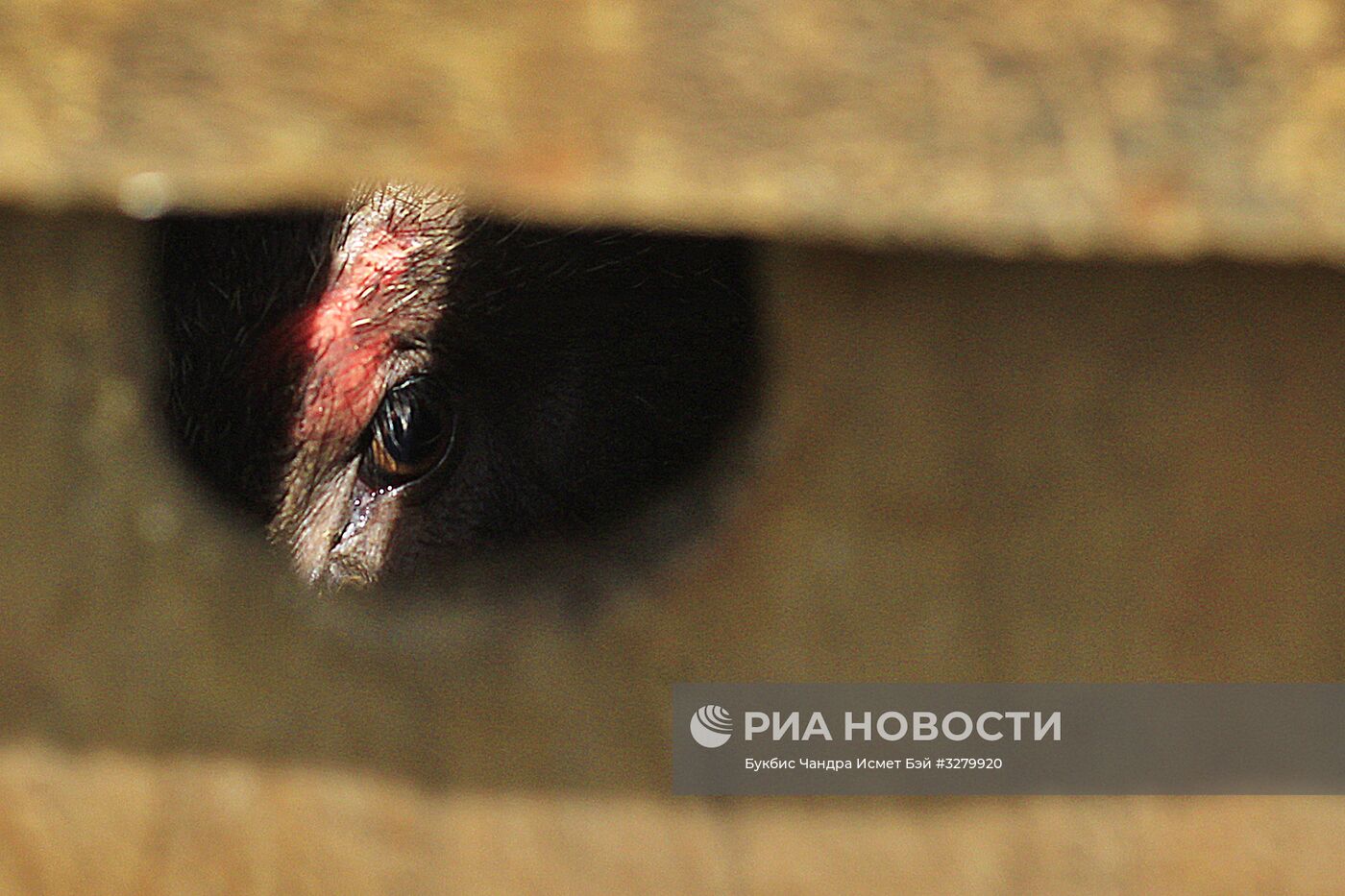 Бои собак и диких кабанов "Аду Багонг" в Индонезии