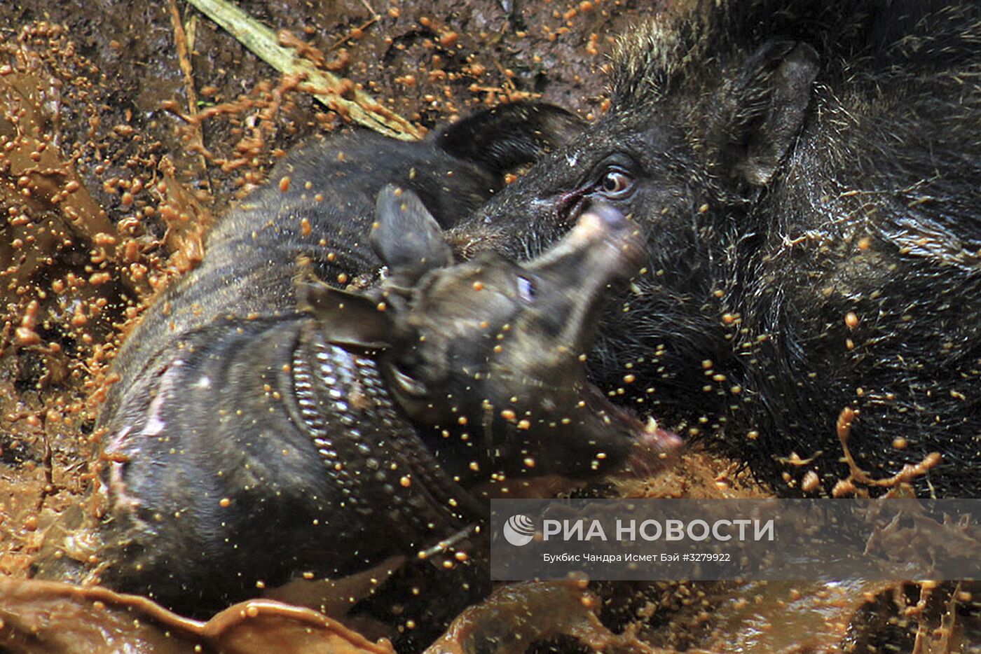 Бои собак и диких кабанов "Аду Багонг" в Индонезии