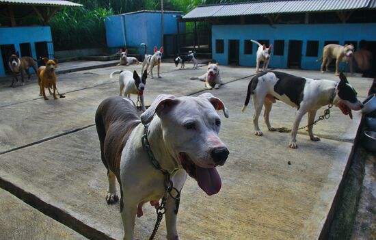 Бои собак и диких кабанов "Аду Багонг" в Индонезии