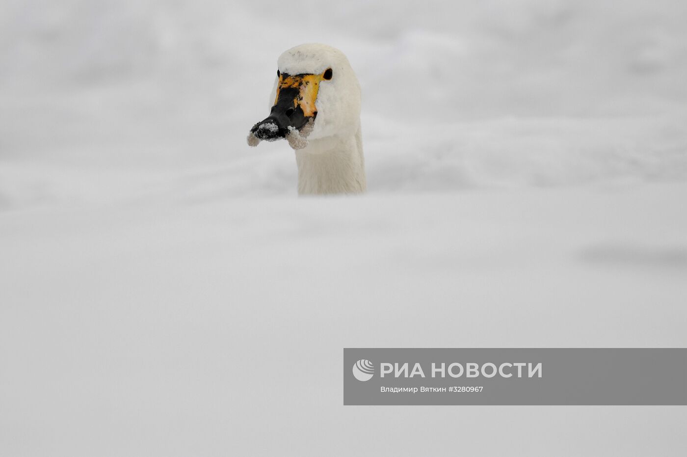 Государственный природный комплексный заказник "Лебединый"