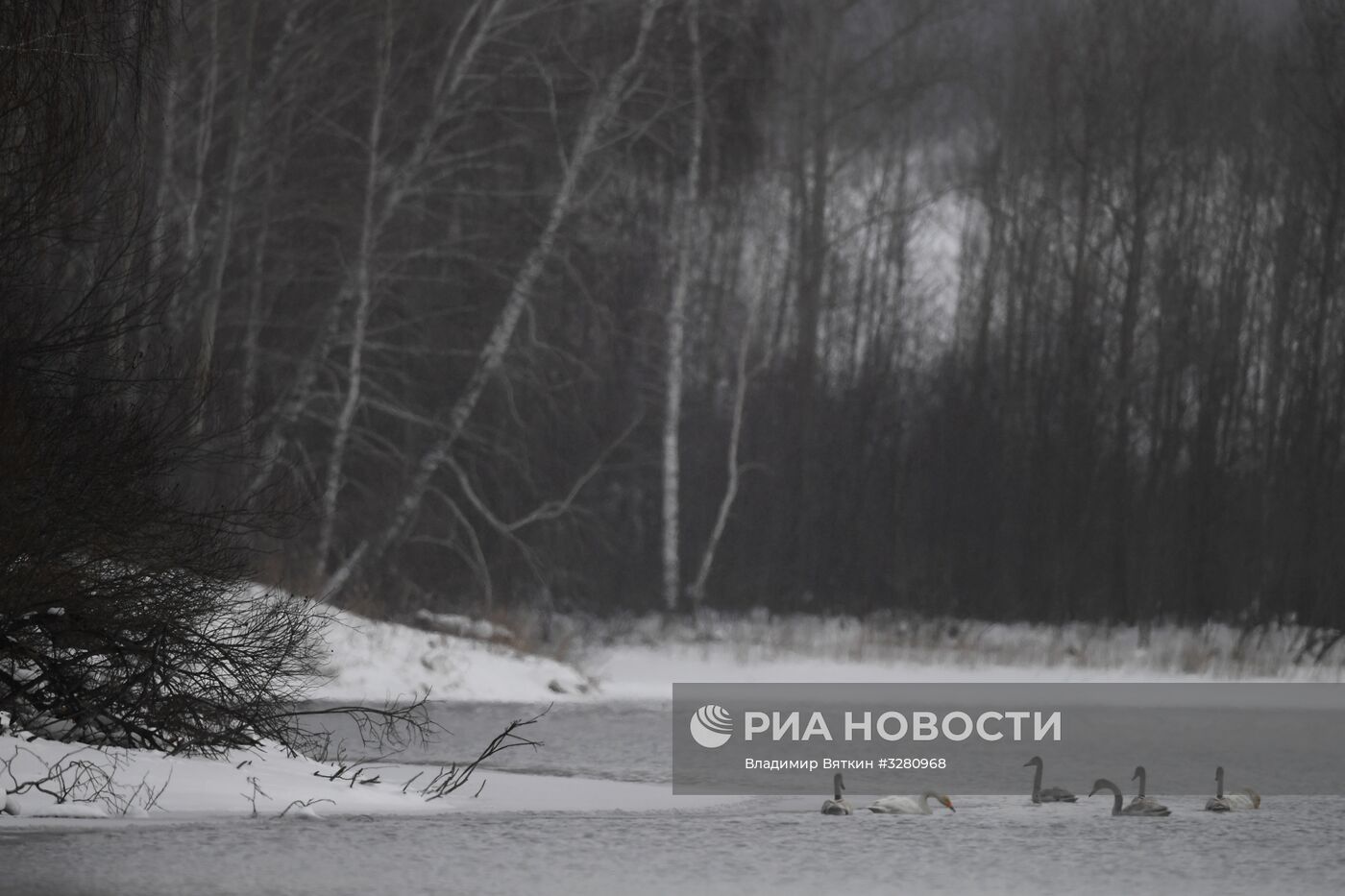 Государственный природный комплексный заказник "Лебединый"