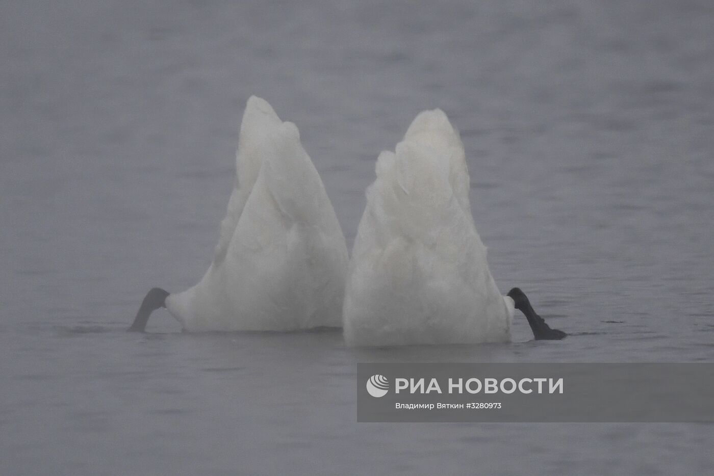 Государственный природный комплексный заказник "Лебединый"