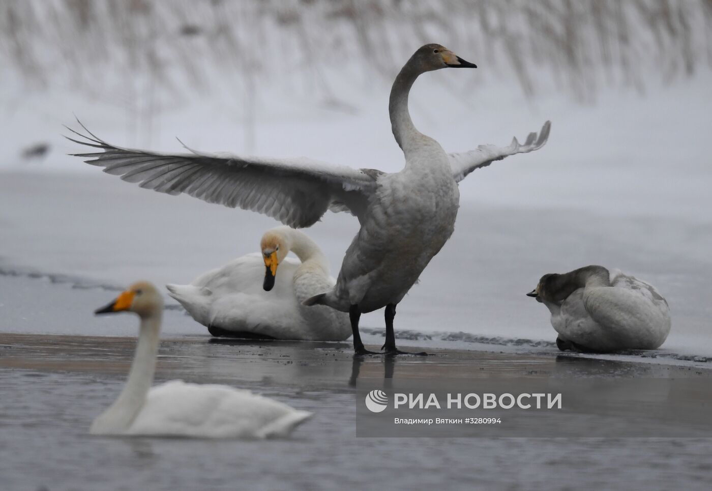 Государственный природный комплексный заказник "Лебединый"