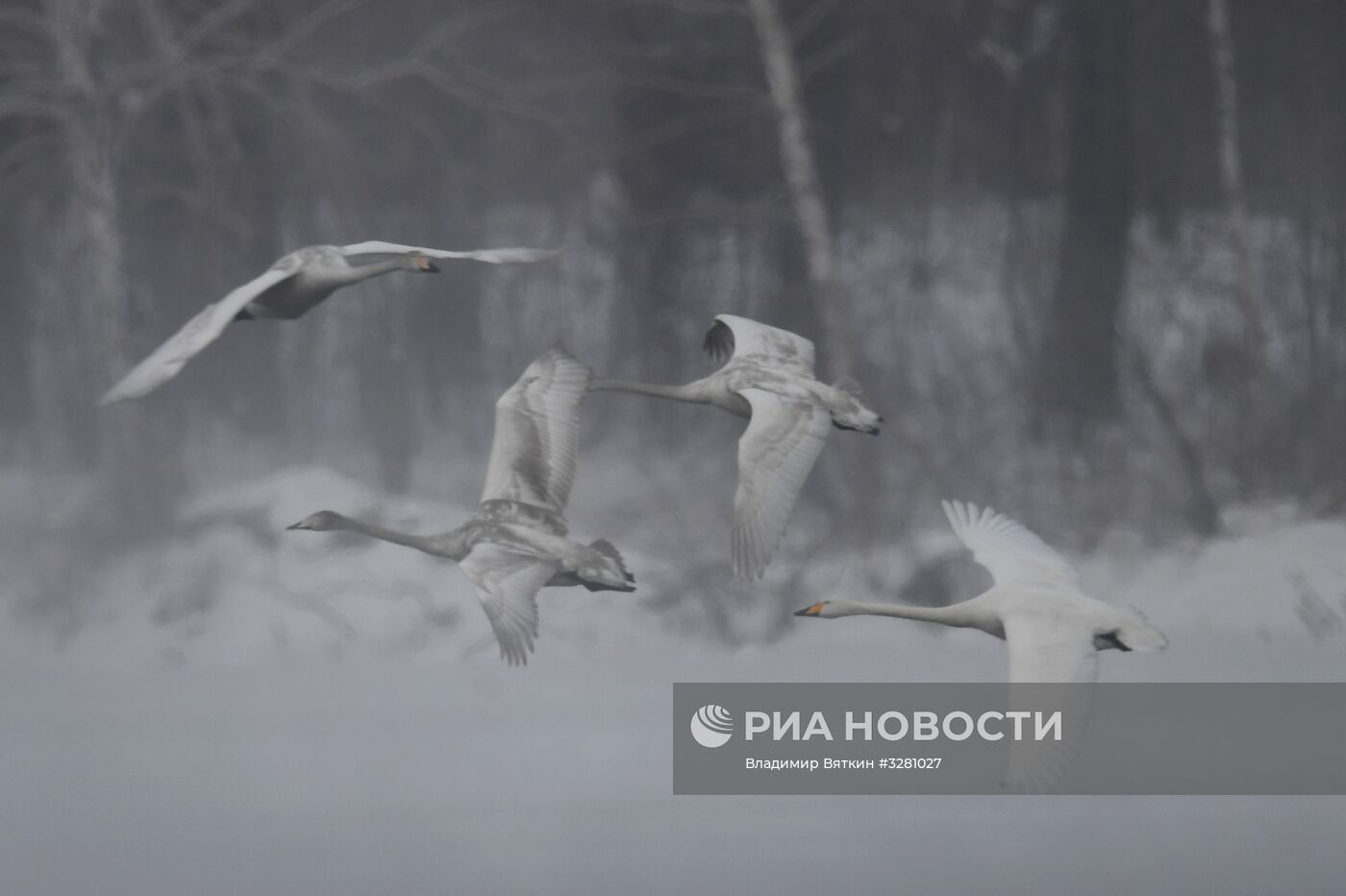 Государственный природный комплексный заказник "Лебединый"