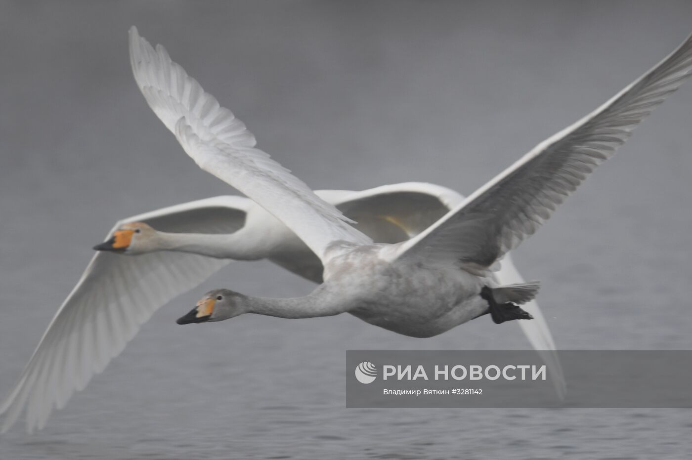 Государственный природный комплексный заказник "Лебединый"