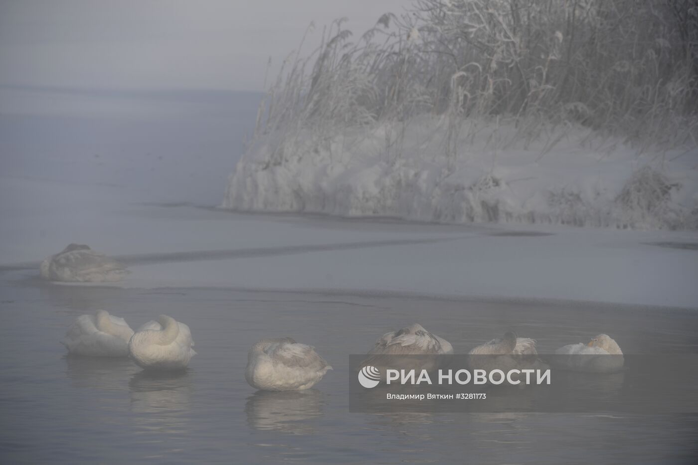 Государственный природный комплексный заказник "Лебединый"