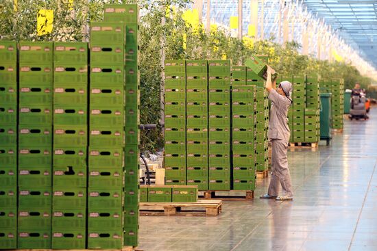 Тепличный комплекс "Зеленая линия" в Краснодарском крае