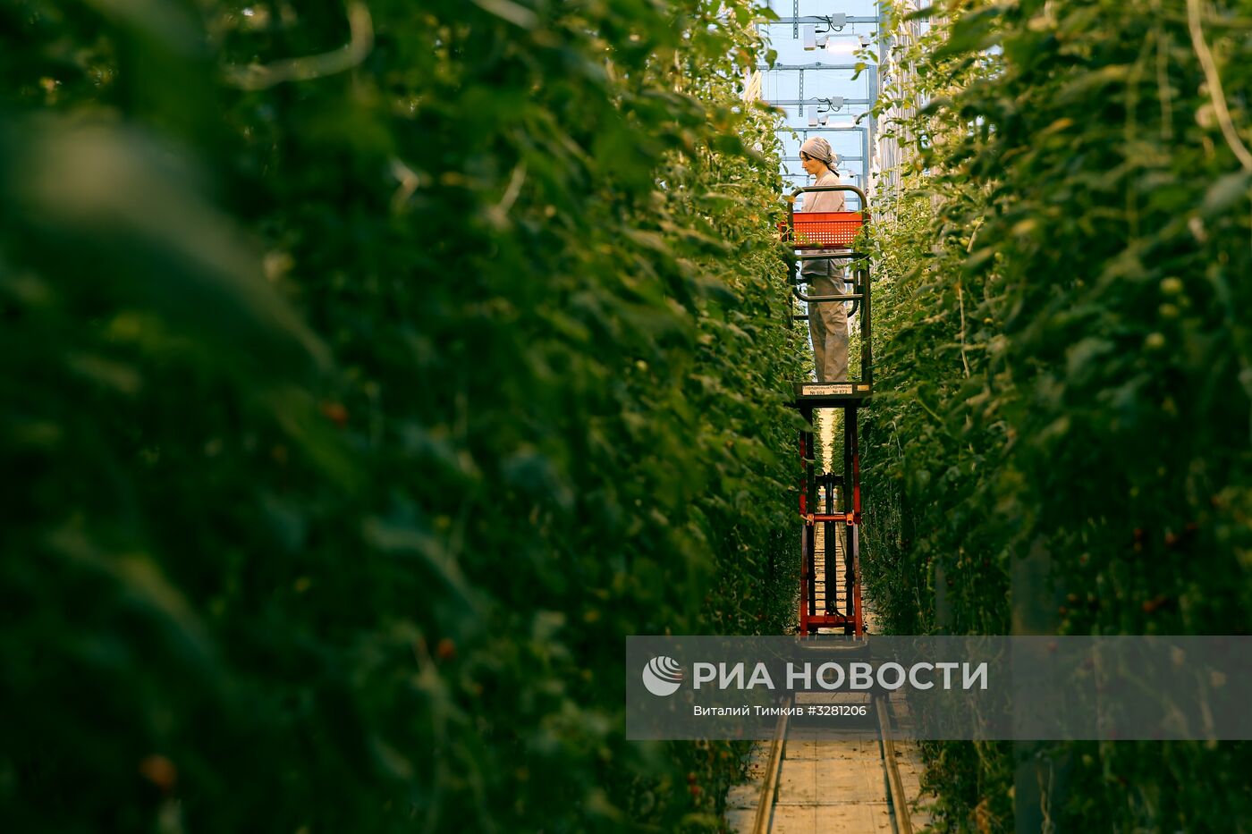 Тепличный комплекс "Зеленая линия" в Краснодарском крае