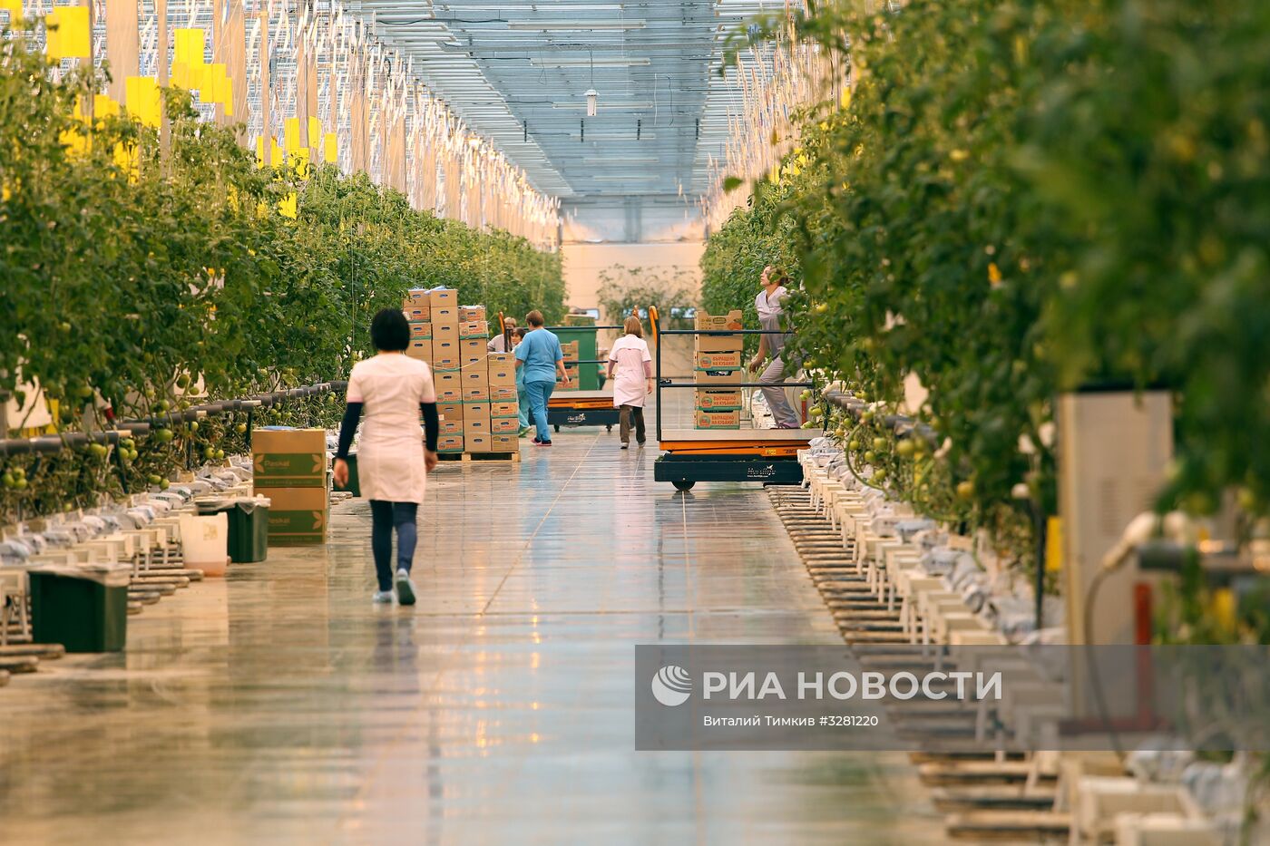 Тепличный комплекс "Зеленая линия" в Краснодарском крае
