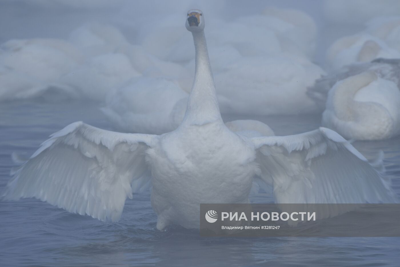 Государственный природный комплексный заказник "Лебединый"