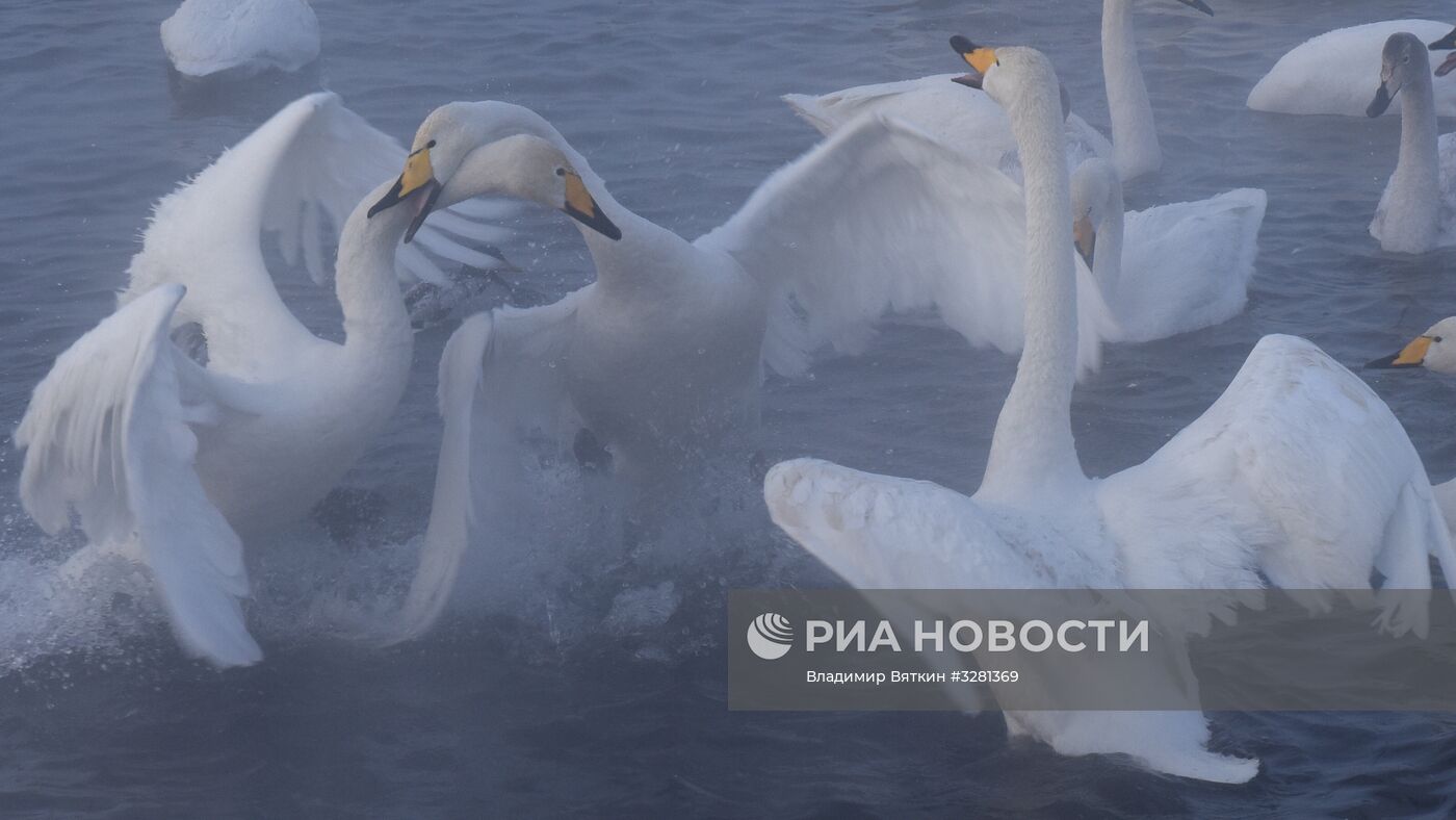 Государственный природный комплексный заказник "Лебединый"