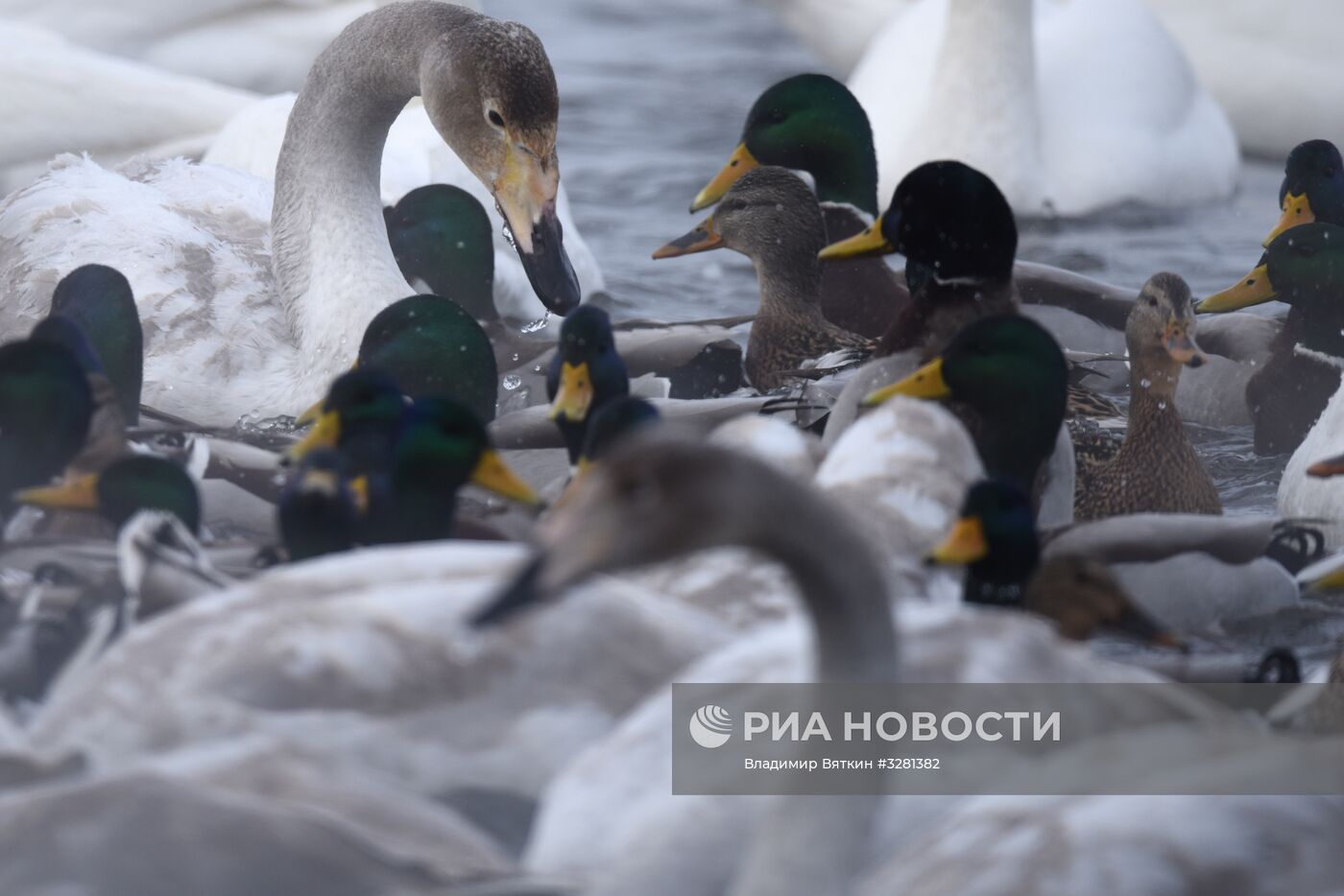 Государственный природный комплексный заказник "Лебединый"