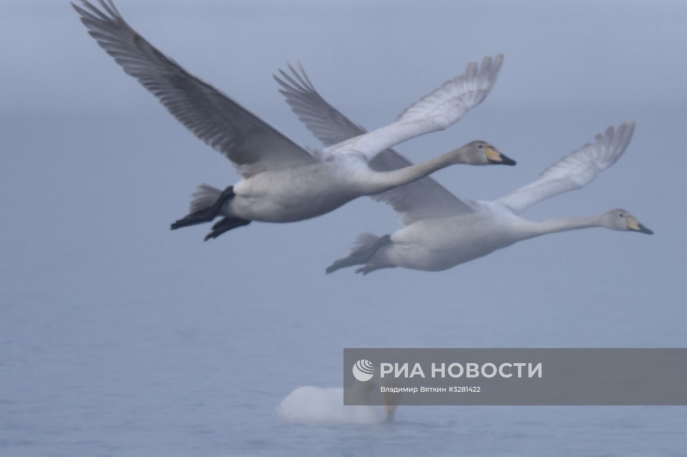 Государственный природный комплексный заказник "Лебединый"