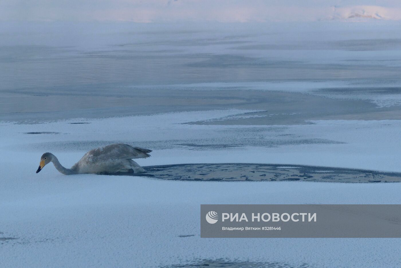 Государственный природный комплексный заказник "Лебединый"