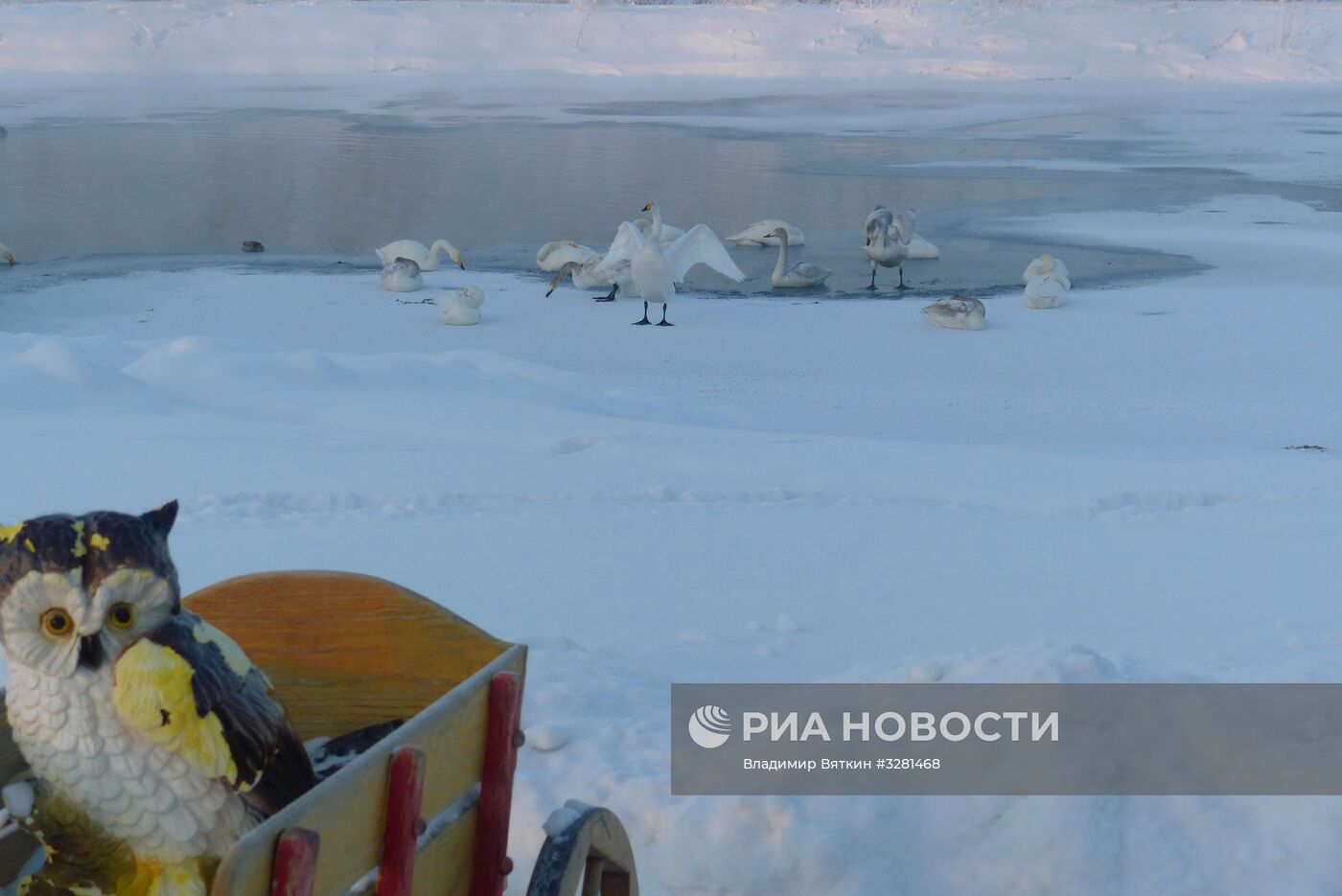 Государственный природный комплексный заказник "Лебединый"