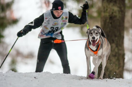 Соревнования по гонкам на собачьих упряжках "По земле Сампо" в Петрозаводске