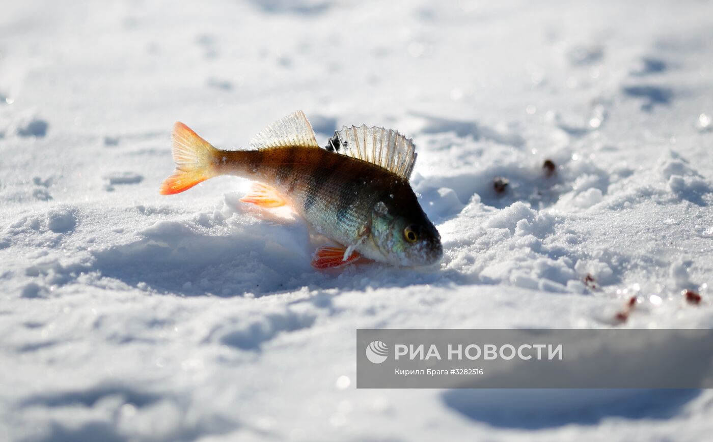 Чемпионат по рыболовному спорту в Волгоградской области