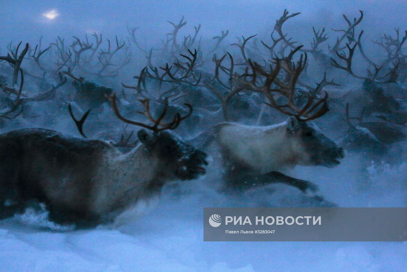 Сельскохозяйтсвенный производственный кооператив "Тундра" в Мурманской области